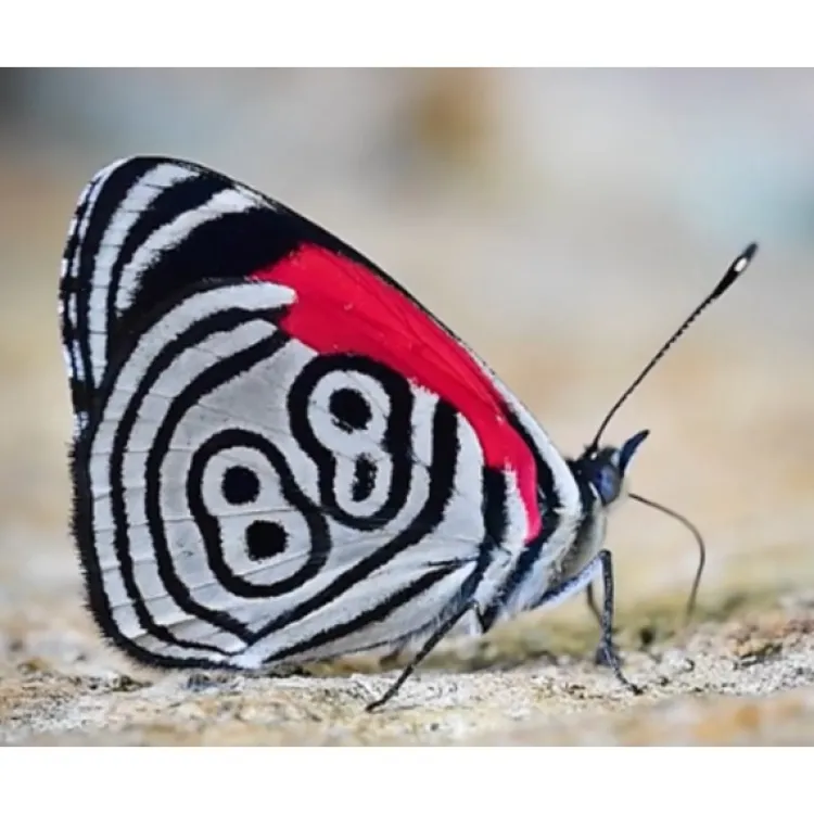 Online 88 Butterfly Wing Necklace Necklaces