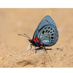 Hot Leprieur’s Glory Butterfly Wing Earrings Earrings