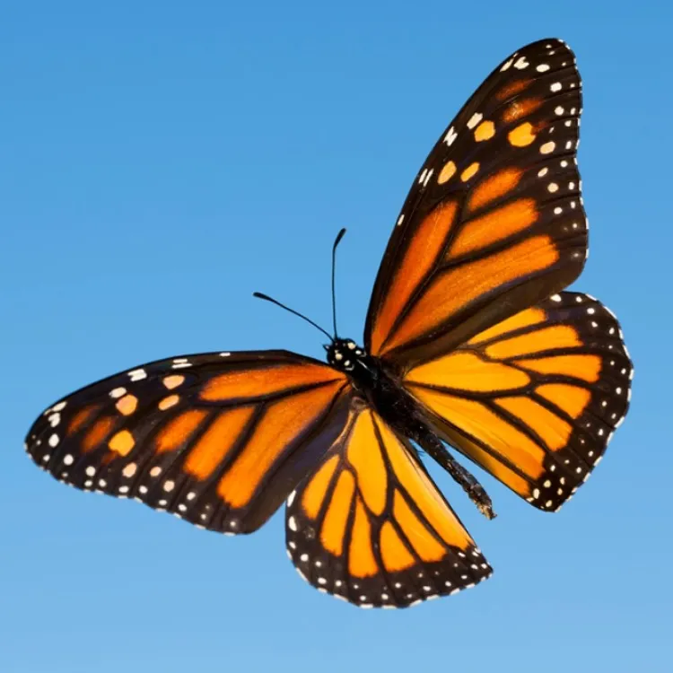 New Monarch Butterfly Wing Stud Earrings Earrings